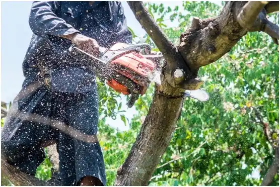 tree services Hinckley